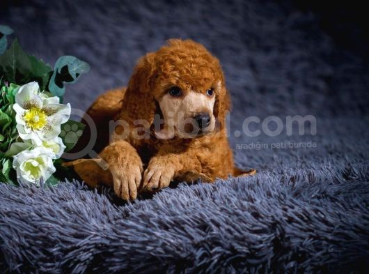 Standart Poodle Yavrularimiz Si̇zlerle görsel