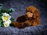 Standart Poodle Yavrularimiz Si̇zlerle