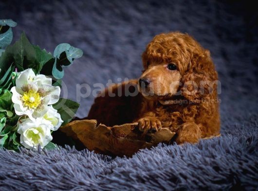 Standart Poodle Yavrularimiz Si̇zlerle