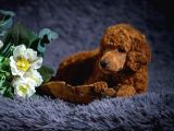 Standart Poodle Yavrularimiz Si̇zlerle
