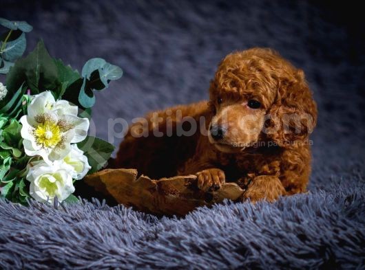 Standart Poodle Yavrularimiz Si̇zlerle görsel