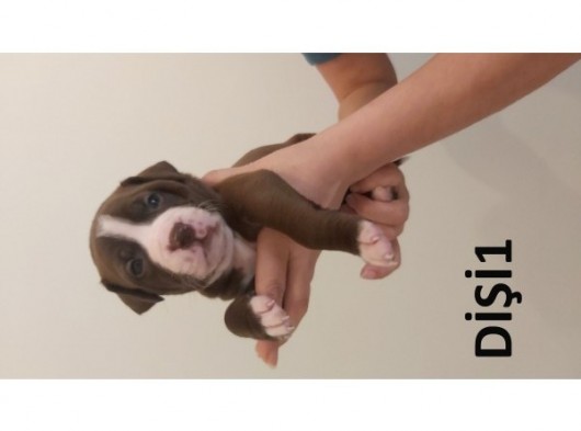29.08.2021 Doğumlu American Staffordshire 3 Dişi 5 Erkek