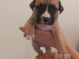 29.08.2021 Doğumlu American Staffordshire 3 Dişi 5 Erkek
