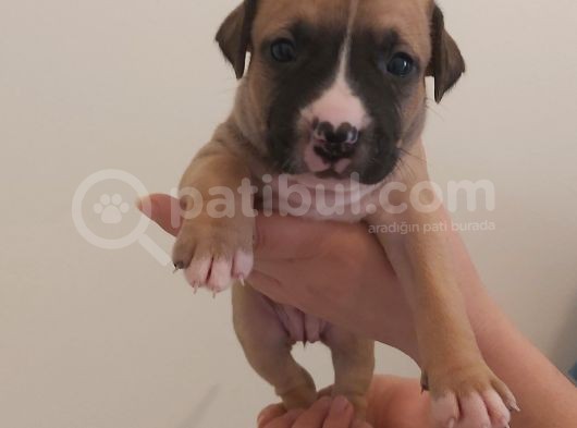 29.08.2021 Doğumlu American Staffordshire 3 Dişi 5 Erkek görsel