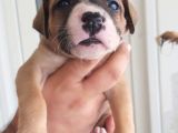 29.08.2021 Doğumlu American Staffordshire 3 Dişi 5 Erkek
