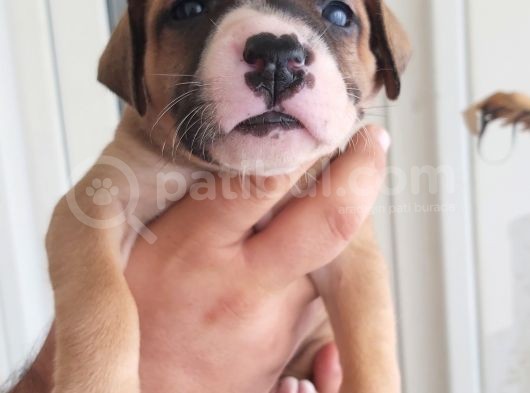 29.08.2021 Doğumlu American Staffordshire 3 Dişi 5 Erkek görsel
