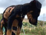 Saf Kan Avrupa Doberman Yavruları