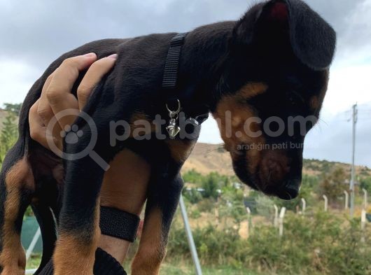 Saf Kan Avrupa Doberman Yavruları görsel