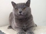 Ayı Surat Irk Garantili Erkek British Shorthair