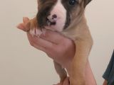 29.08.2021 Doğumlu American Staffordshire 3 Dişi 5 Erkek