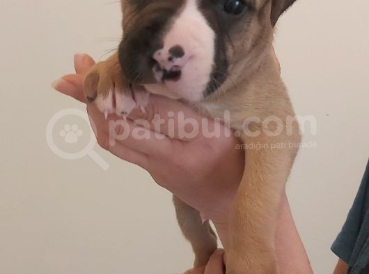 29.08.2021 Doğumlu American Staffordshire 3 Dişi 5 Erkek görsel