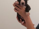 29.08.2021 Doğumlu American Staffordshire 3 Dişi 5 Erkek