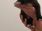29.08.2021 Doğumlu American Staffordshire 3 Dişi 5 Erkek