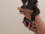 29.08.2021 Doğumlu American Staffordshire 3 Dişi 5 Erkek