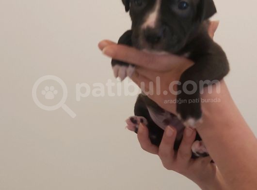 29.08.2021 Doğumlu American Staffordshire 3 Dişi 5 Erkek görsel