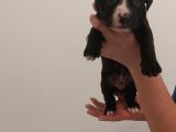 29.08.2021 Doğumlu American Staffordshire 3 Dişi 5 Erkek