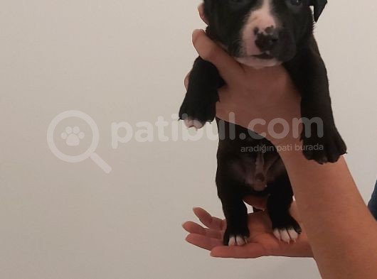 29.08.2021 Doğumlu American Staffordshire 3 Dişi 5 Erkek görsel