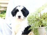 Çok Nadi̇r Bernedoodle Yavrularımız Sizlerle