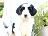 Çok Nadi̇r Bernedoodle Yavrularımız Sizlerle