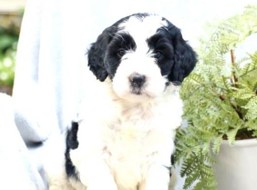 Çok Nadi̇r Bernedoodle Yavrularımız Sizlerle görsel