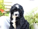 Çok Nadi̇r Bernedoodle Yavrularımız Sizlerle