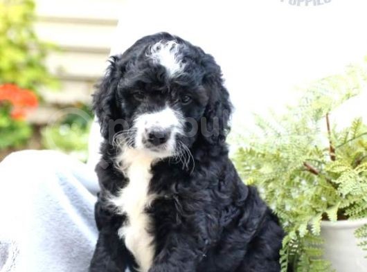 Çok Nadi̇r Bernedoodle Yavrularımız Sizlerle