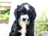 Çok Nadi̇r Bernedoodle Yavrularımız Sizlerle