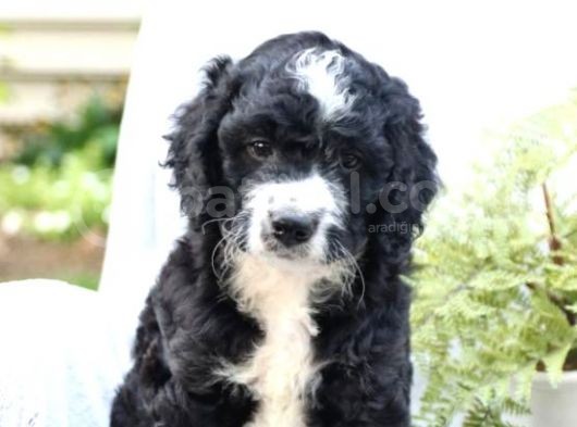 Çok Nadi̇r Bernedoodle Yavrularımız Sizlerle görsel