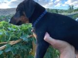 Saf Kan Avrupa Doberman Yavruları