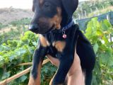 Saf Kan Avrupa Doberman Yavruları