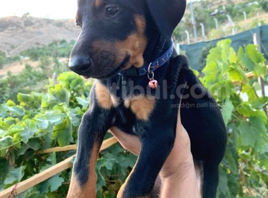 Saf Kan Avrupa Doberman Yavruları görsel