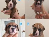 29.08.2021 Doğumlu American Staffordshire 3 Dişi 5 Erkek