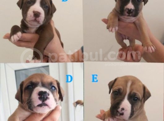 29.08.2021 Doğumlu American Staffordshire 3 Dişi 5 Erkek görsel