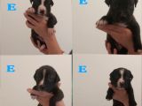 29.08.2021 Doğumlu American Staffordshire 3 Dişi 5 Erkek