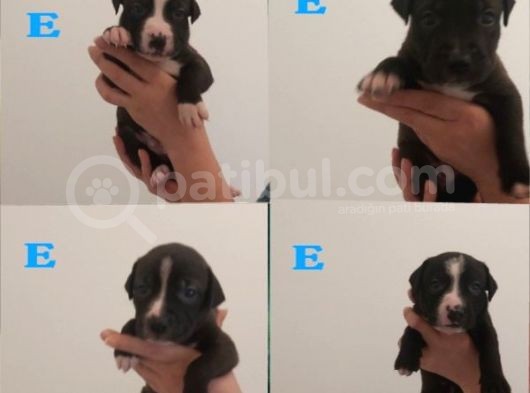 29.08.2021 Doğumlu American Staffordshire 3 Dişi 5 Erkek görsel