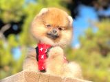 Ayıcık Surat Boo Pomeranian Yavrular
