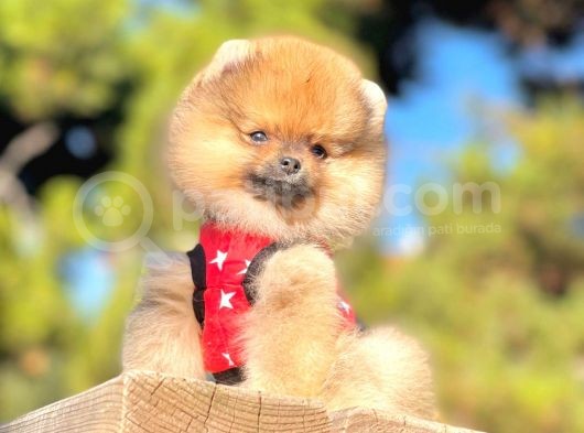 Ayıcık Surat Boo Pomeranian Yavrular görsel