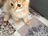 Scottish Fold Gold Rengi Renkli Gözlü