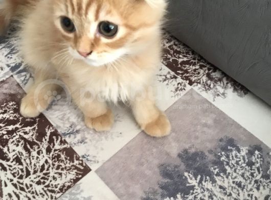 Scottish Fold Gold Rengi Renkli Gözlü görsel