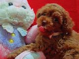 Safkan Toy Poodle Yavrularımız