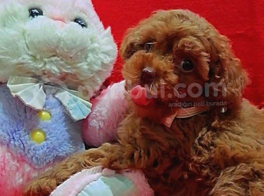 Safkan Toy Poodle Yavrularımız