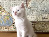 Scottish Bluepoint Dişi Ve Beyaz British Shorthair Erkek Yavrumuz