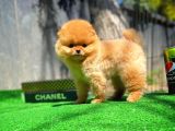 Gülen Surat Pomeranian Boo Oğlumuz Mike
