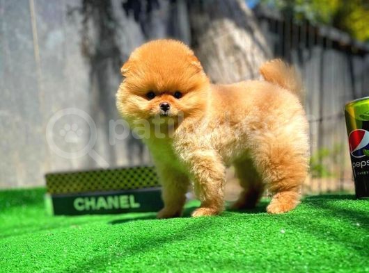 Gülen Surat Pomeranian Boo Oğlumuz Mike görsel