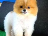 Irk ve Sağlık Garantili Pomeranian Boo Yavrularımız