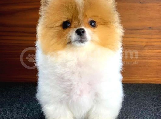 Irk Ve Sağlık Garantili Pomeranian Boo Yavrularımız görsel