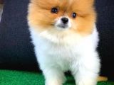 Irk Ve Sağlık Garantili Pomeranian Boo Yavrularımız