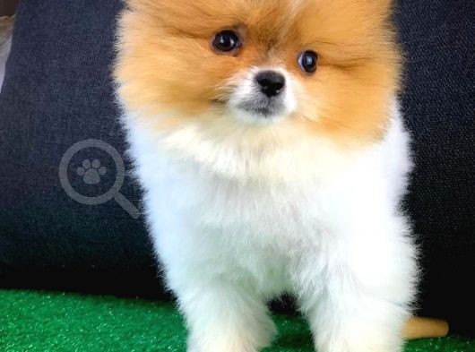 Irk Ve Sağlık Garantili Pomeranian Boo Yavrularımız görsel