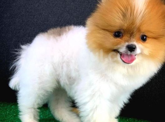 Irk Ve Sağlık Garantili Pomeranian Boo Yavrularımız görsel
