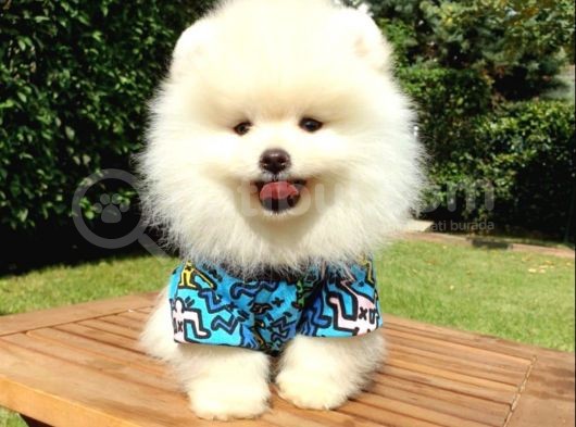 Safkan Teddy Bear Pomeranian Yavrularımız görsel